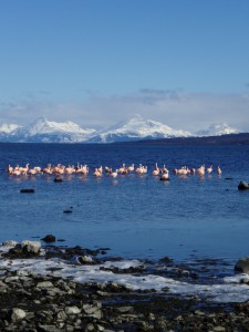 Chasing flamingos near Puerto Natales Chile, in August